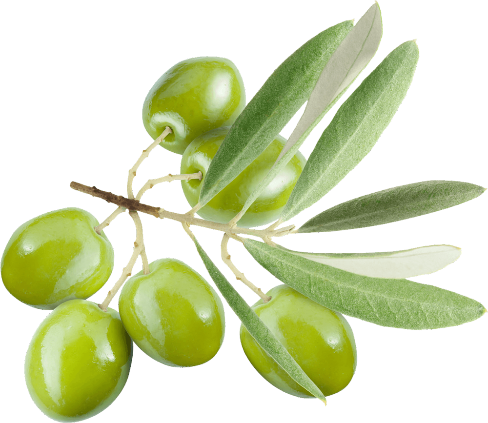 olive-oil-in-can-nr1olive